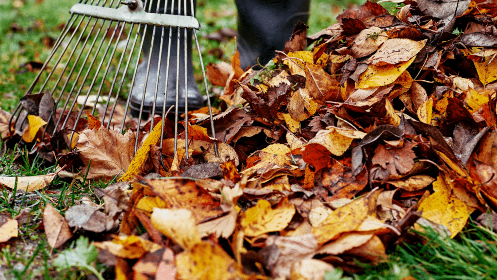 Fall leaves being raked in a yard, How to Prepare Your Landscaping for Fall